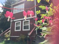 Bleeding Heart 