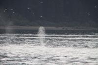 Buckelwale beim Wal-Watching bei Icy Strait-Point