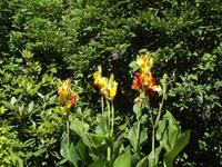Butchart Gardens