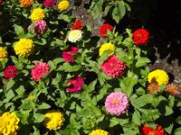 Butchart Gardens