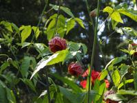 Butchart Gardens