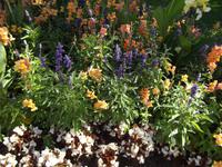 Butchart Gardens