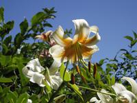 Butchart Gardens