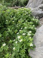 Dogwood Plant