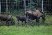 Elchfamilie!