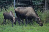 Elchfamilie!