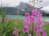 Emerald Lake