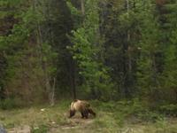 Grizzly no 2