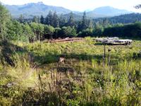 Hoonah