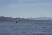 Icy Strait Point – Walbeobachtung