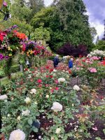 Im Rosengarten