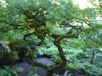 Japanischer Garten