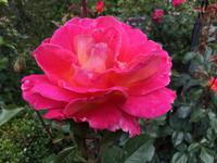 Juni ist Rosenmonat