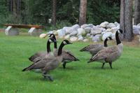 Kanadische Gänse