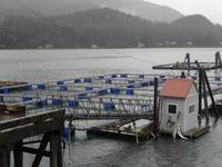 Lachsfarm in Juneau