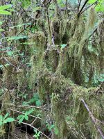 Laiken im Urwald