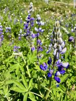 Lupinen