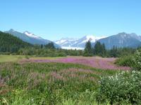 Mendenhall Gletscher in Juneau - Alaska