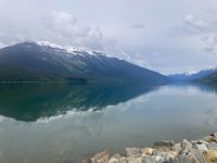 Moose See