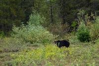 Mount Robson Park