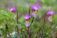 Orchideen im Wald