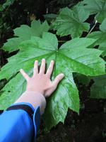 Regenwald in Alaska