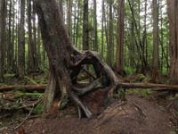 Regenwald in Alaska