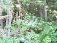 Regenwald in Alaska