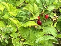 Salmon Berries