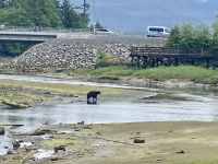 Schwarzbär, Tongass Rainforest, Ketchikan