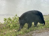 Schwarzbär