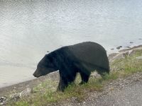 Schwarzbär