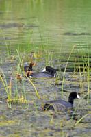 Vogelraten am Teich der South Thompson Inn & Guest Ranch in Kamloops