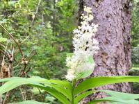 Waldblume 