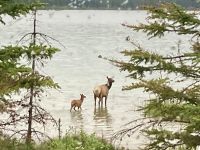 Wapiti