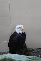 Weißkopfseeadler