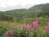 Wildniss Alaskas