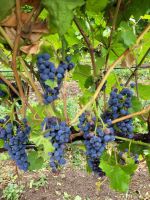 0038 Monte Creek Winery