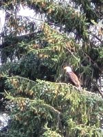 0074 Ketchikan - Weißkopfadler