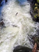 0080 Ketchikan  - springende Lachse