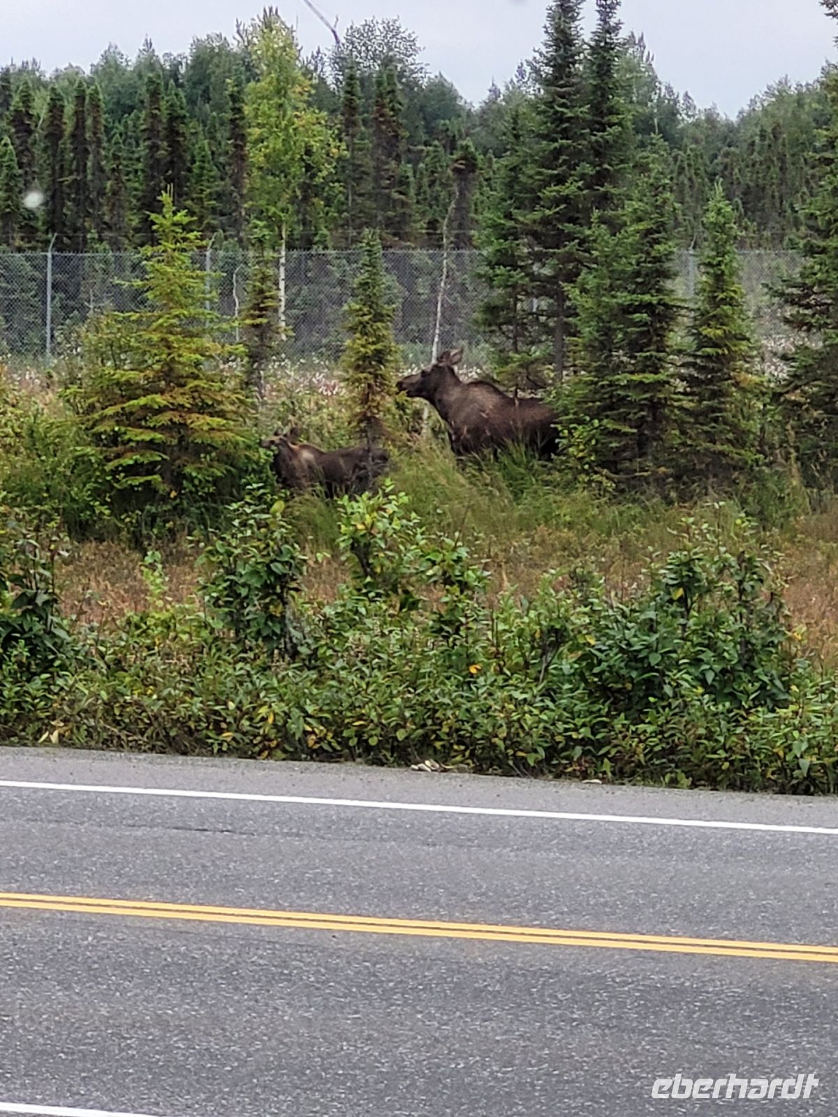 0121 Elche kurz vor Anchorage