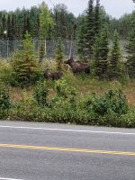 0121 Elche kurz vor Anchorage