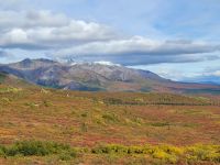 0136 Denali Nationalpark