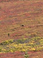 0137 Denali Nationalpark - Karibou