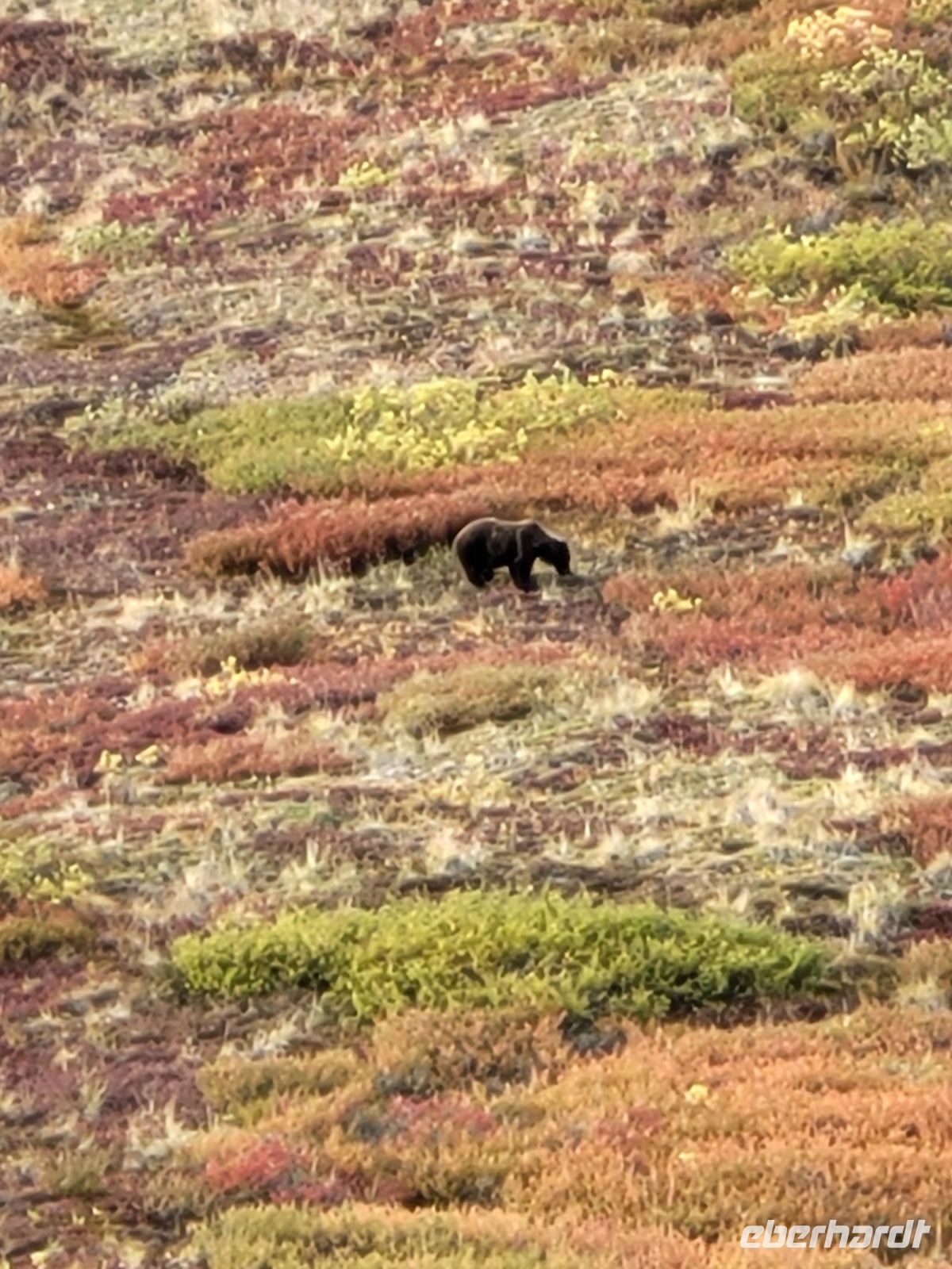 0138 Denali Nationalpark - unser erster Bär