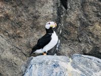 Alaska - Aquarium im SeaLifeCenter