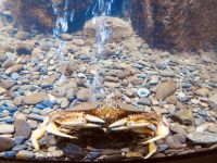 Krabbe - Juneau - Lachsfarm