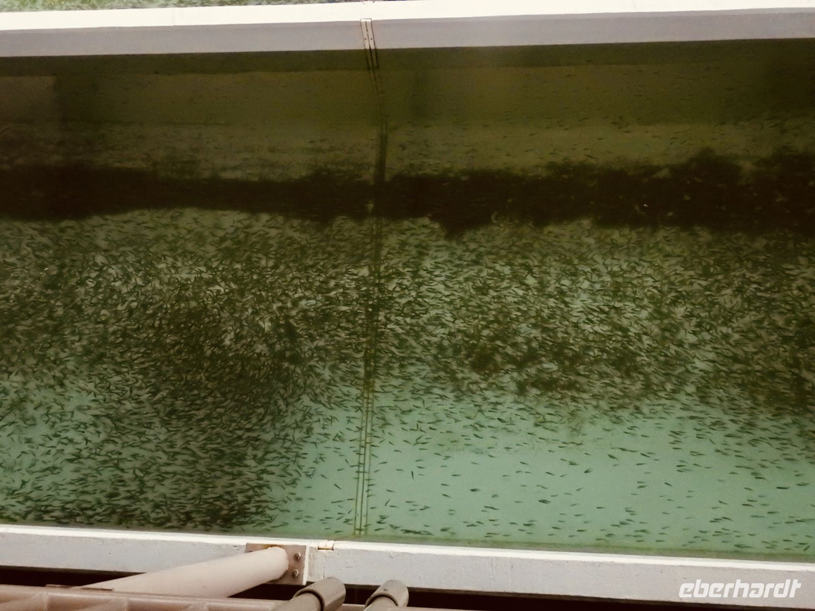 Alaska - Juneau - Lachsfarm