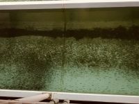 Alaska - Juneau - Lachsfarm