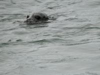 Alaska - Juneau - Lachsfarm